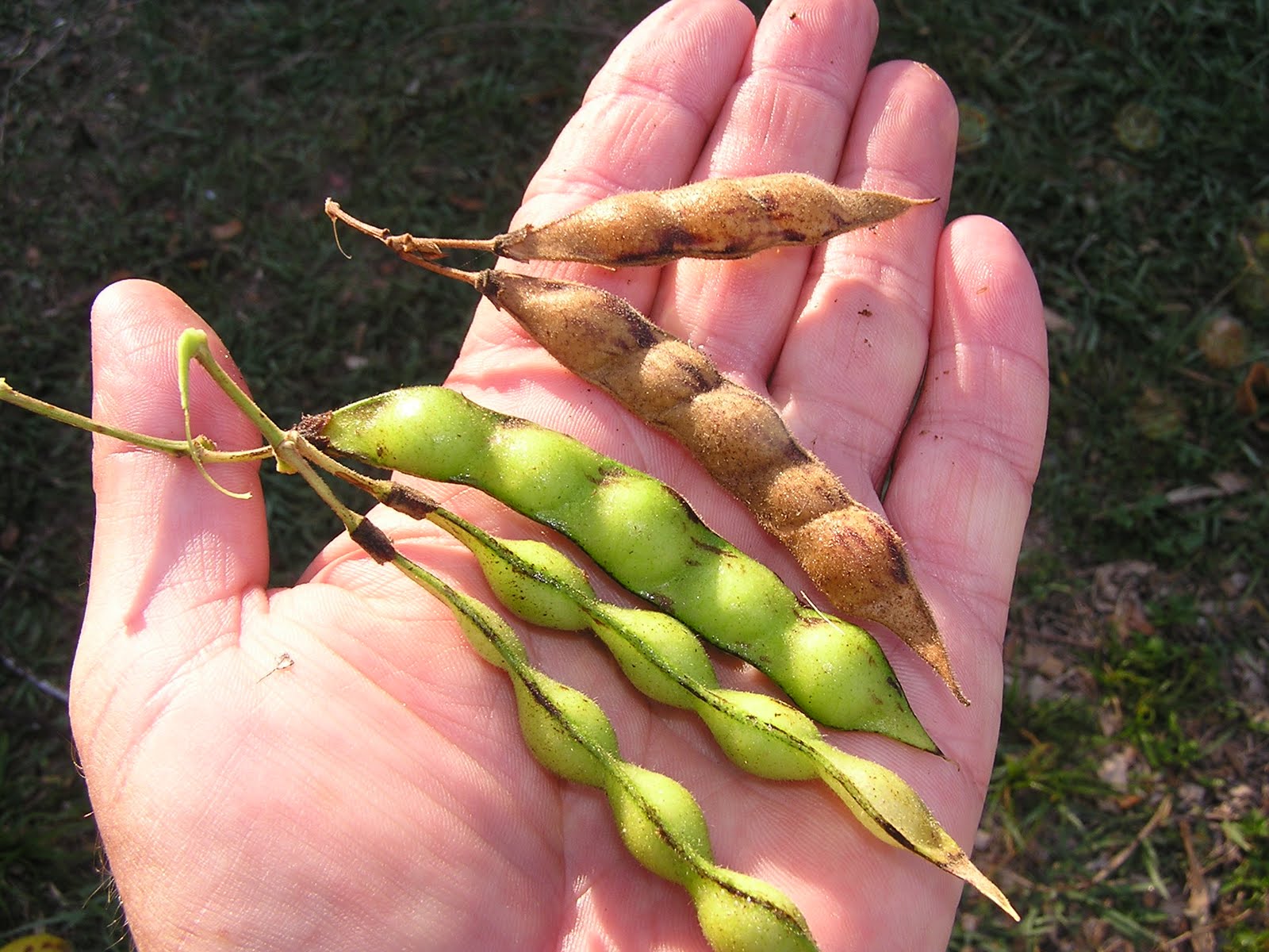 John Starnes' Urban Farm Gandule Beans/Pigeon Peas