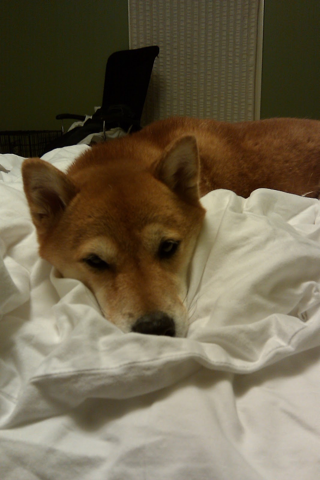 The Misadventures of a Shiba Inu Dogs in bed