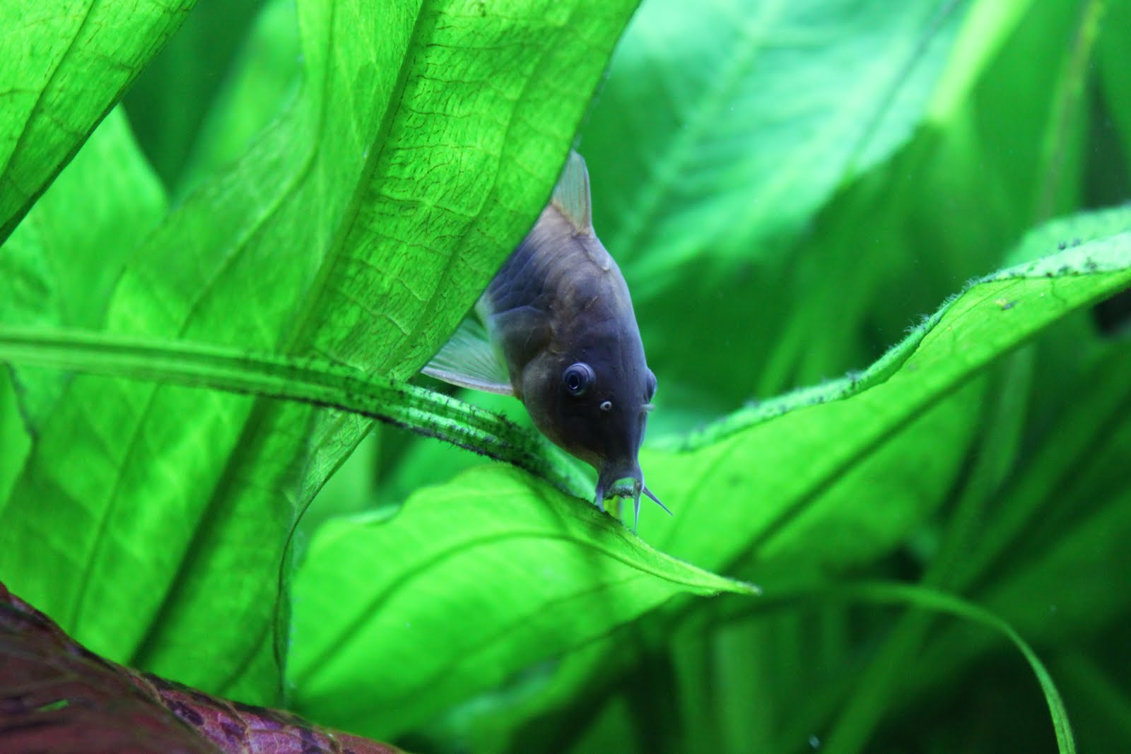 Random Photography Bronze Corydora