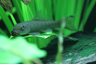chinese-algae-eater.jpg