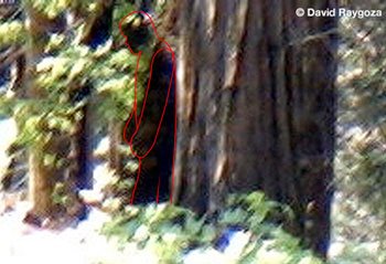 [Bigfoot+Sierra+Forest+2009-1.jpg]