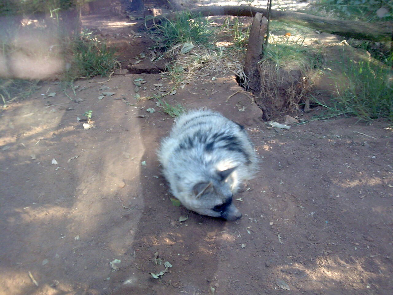 The Commonplace At the Johannesburg Zoo