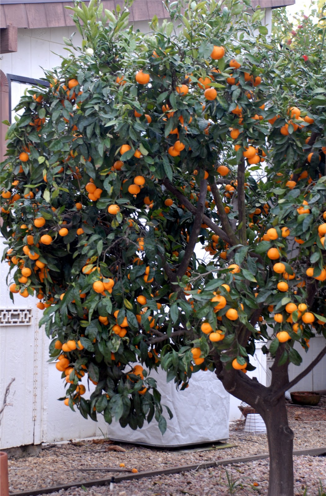 Smart Cooking A Gift Of TangerinesSeasonality Times Three