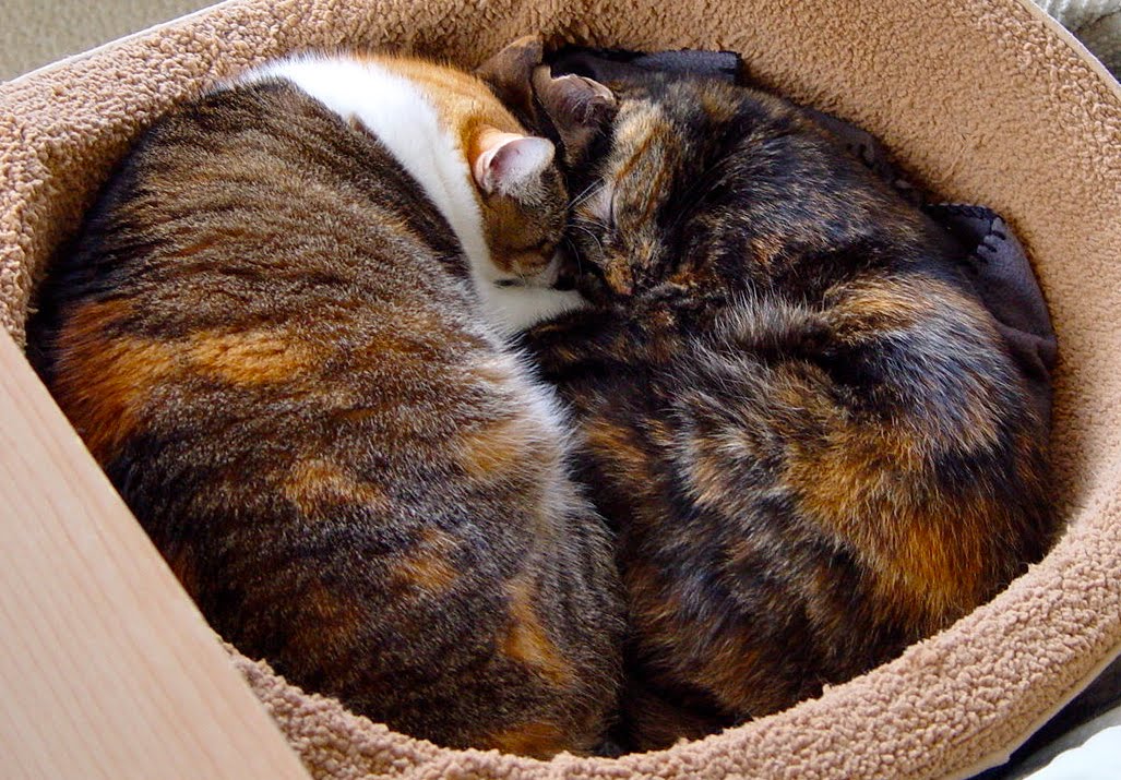 tortie kittens feral cats kitten cat calico litter taming tortoise shell male harder tame visit older
