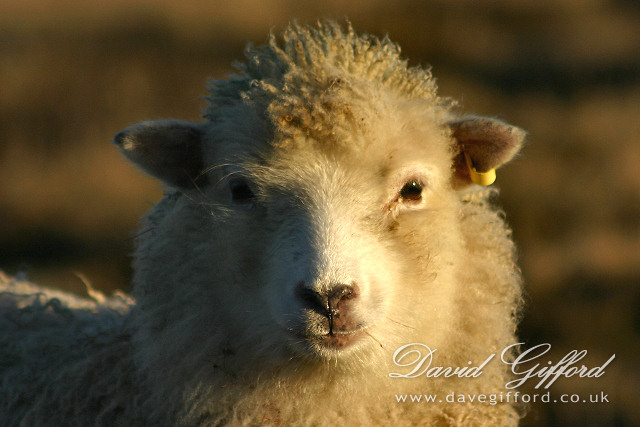 Here is a sheep his name is timothy