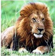 Lion in bannerghatta