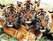 Tigers in bannerghatta