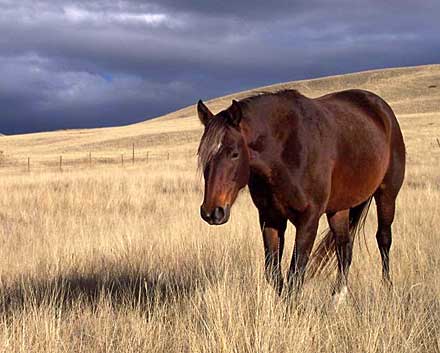 [horse-in-pasture.jpg]
