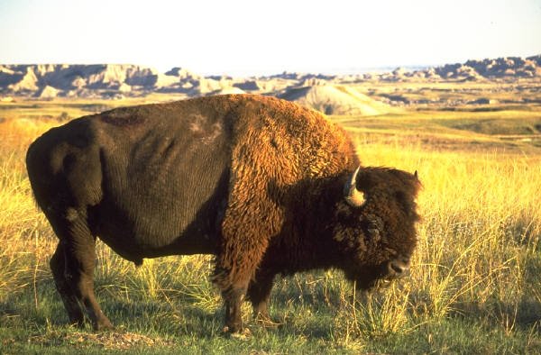 [grazing+bison.jpg]
