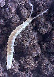 myriapods arthropods soil centipedes translucent silverfish millipedes plant class dead animals detritivores eat attack dwell tiny tutorials ent425 cals ncsu