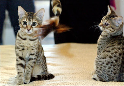 Resultado de imagem para clonar gatos