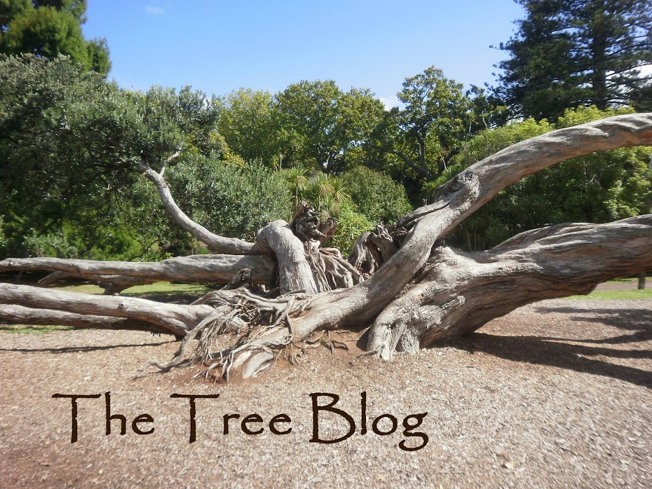 The Tree Blog
