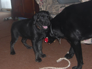 Photo of Sparkie trying to get Rudy to play with a toy