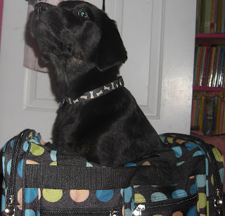 Photo of Rudy sitting IN the mini polka dot duffle bag - yes I put him IN the bag!