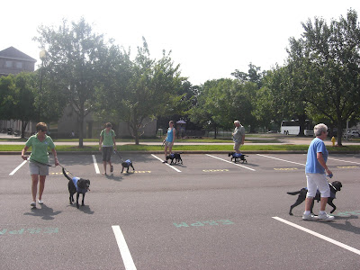 Photo of some of the dogs in our group doing obedience