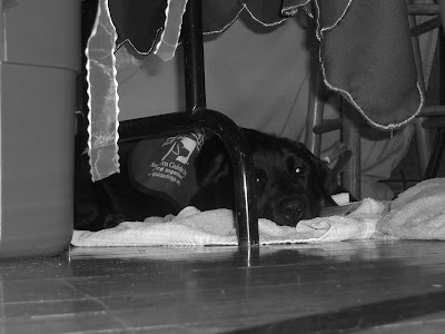 Black/white picture of Rudy in a down-stay under my booth at the fair