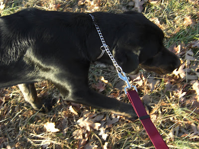 Picture of Rudy walking on leash (using new leash)