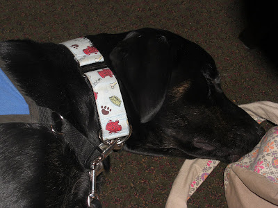 Picture of Rudy in a down-stay (sleeping...) at Ruby Tuesday's