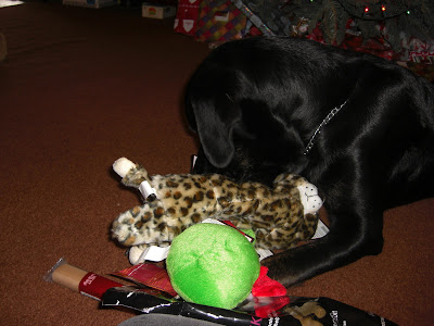 Picture of Rudy enjoying the items that were in his stocking - including many stuffies AND treats!!