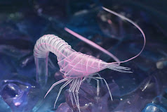 Japanese Shrimp