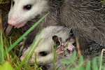 Young Opossums (Didelphis marsupialis)