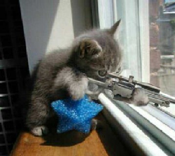 gato_pistola.jpg