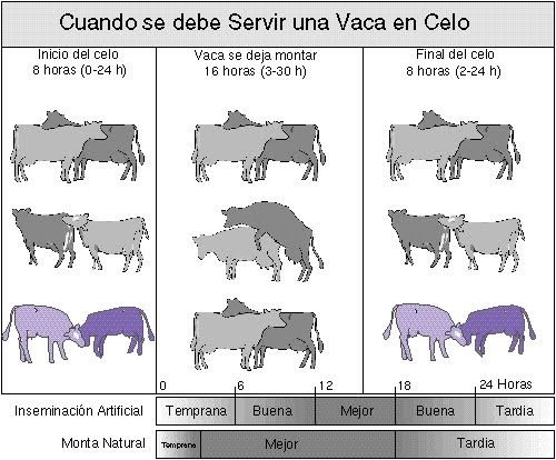 INSEMINACI N ARTIFICIAL EN BOVINOS INSEMINACI N ARTIFICIAL EN BOVINOS