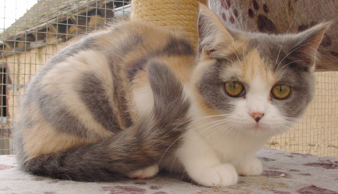 Britisch Kurzhaar (BKH) Kitten und Britisch Langhaar Katzenbabys: Noch