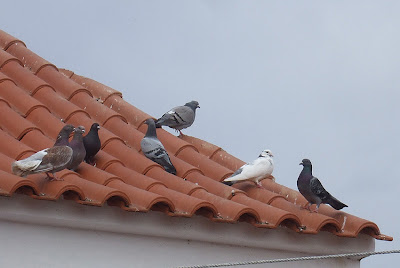 pombinhos.jpg