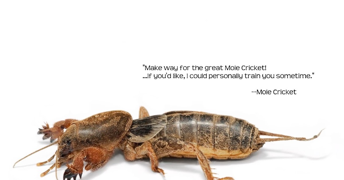 most-strange-mother-3-wallpaper-mole-cricket-1280x800