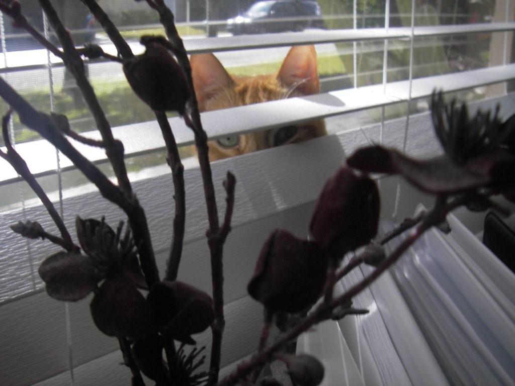 [WilliePeeking.IMGP5157.jpg]