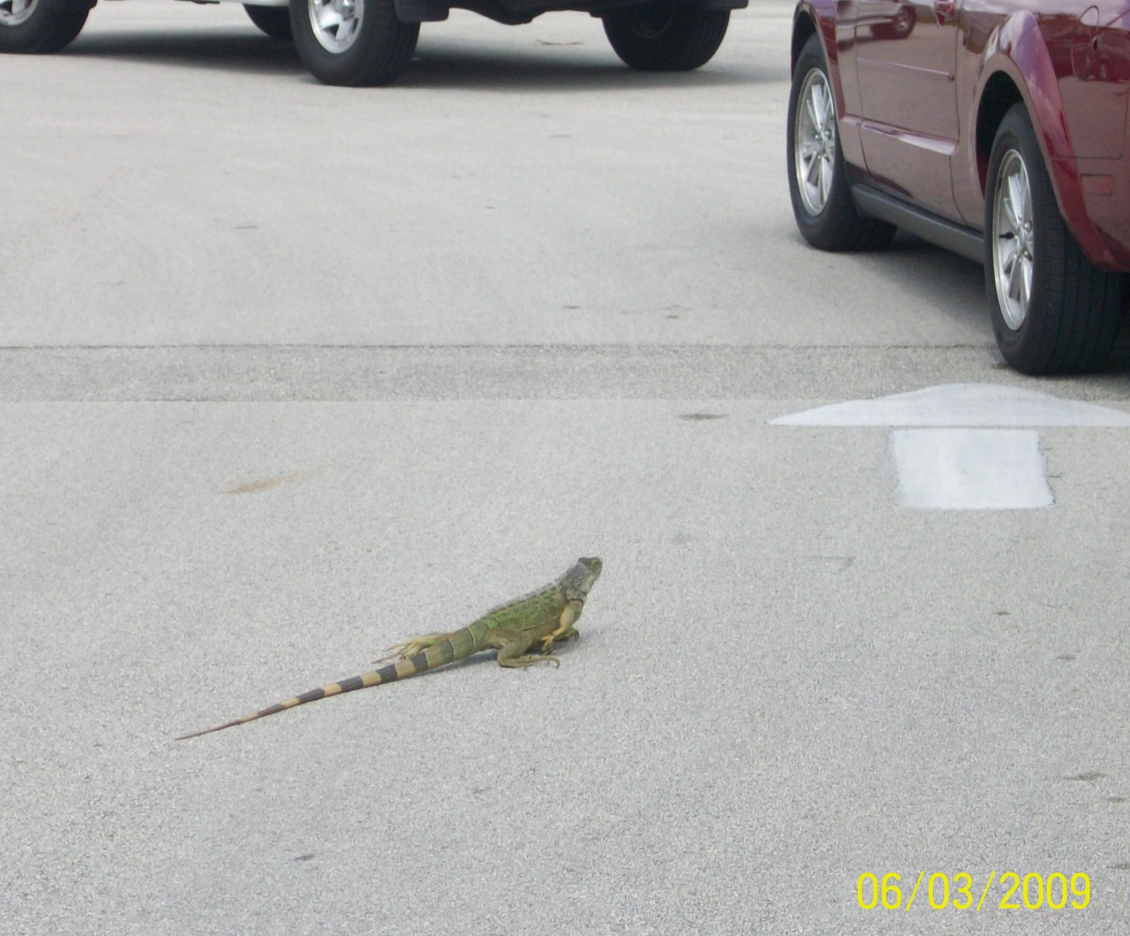 [Car+Line+Iguana.jpg]
