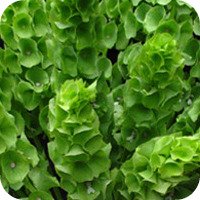 [BellsofIreland.jpg]