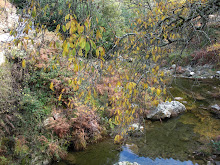 Outono amarelo sobre um carreiro de água