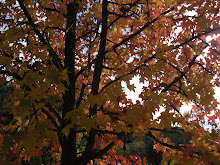 Outono - o esplendor das cores