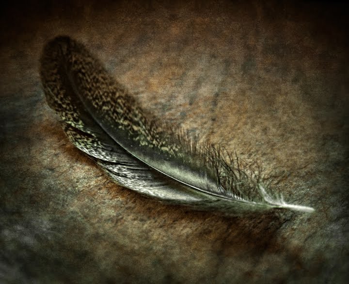 Dan Routh Photography Two Feathers