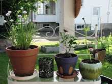 Patio Pots