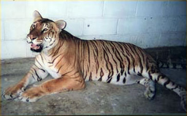 [tiliger01.jpg]