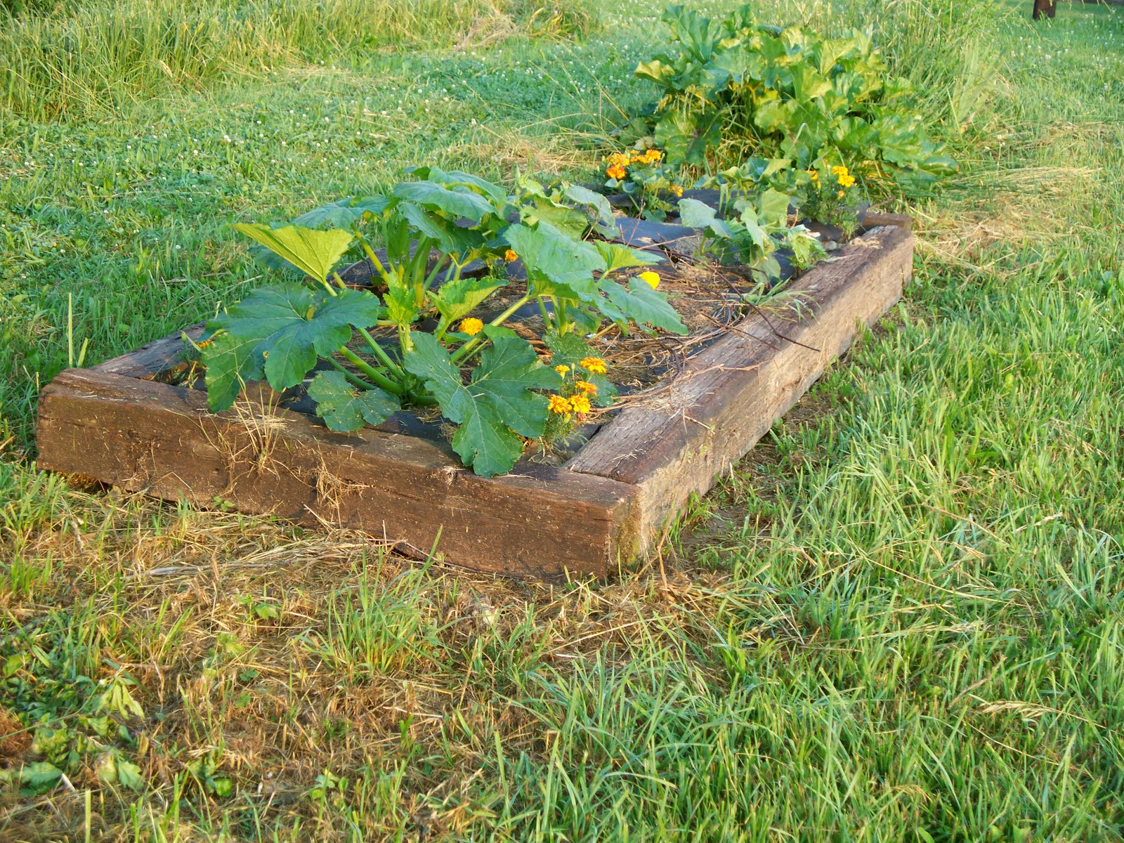 Curtis and Kaye Absher Raised Bed Gardening