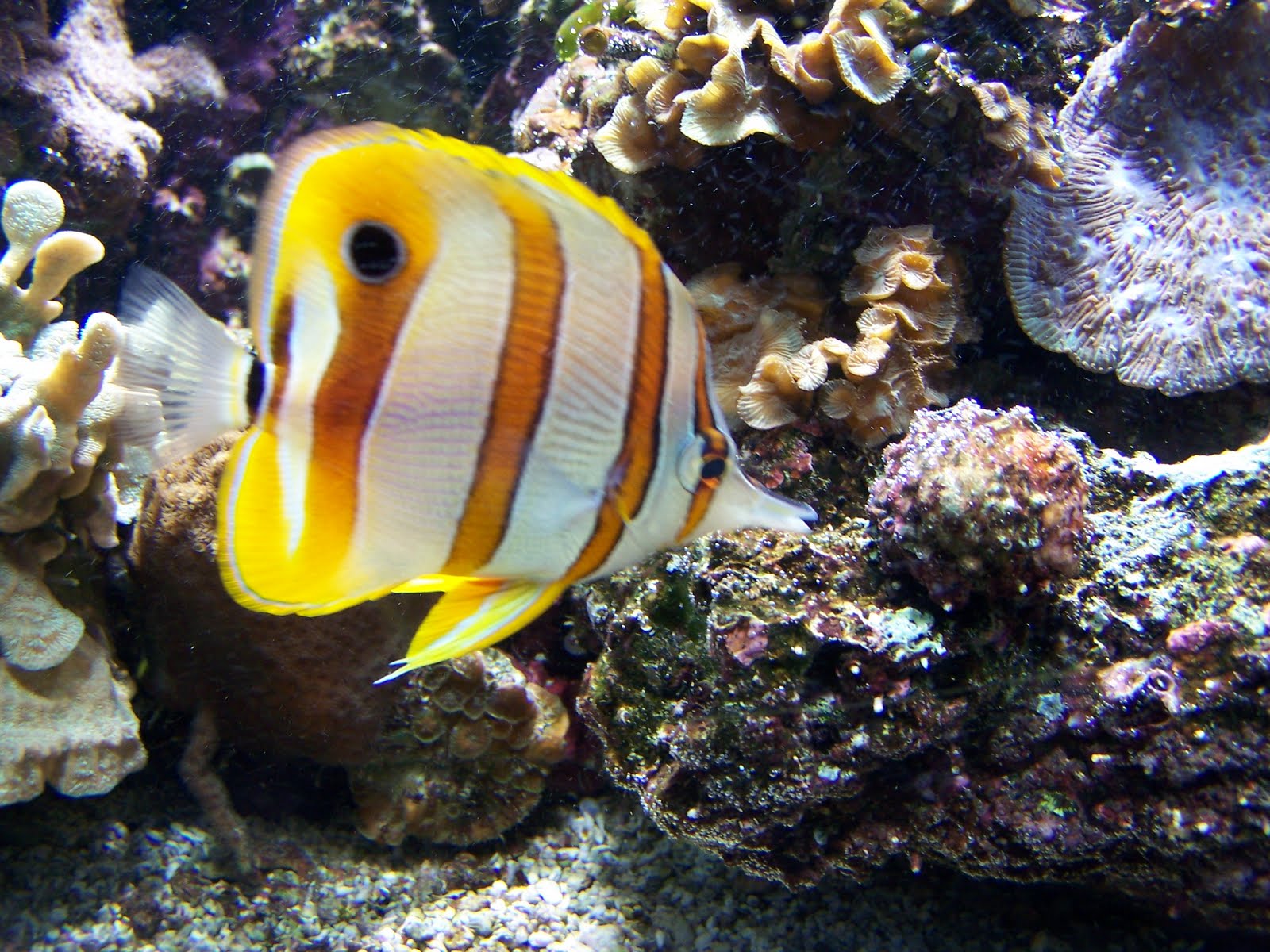 [Clownfish.JPG]