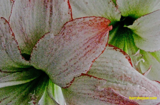 amaryllis detail