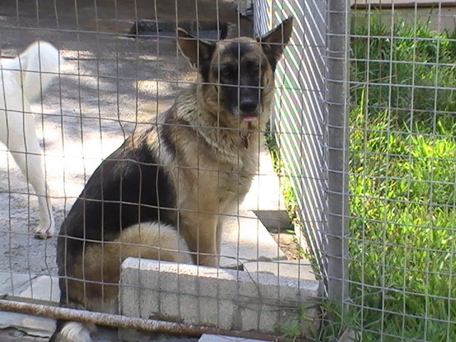 Palma,adoptada en marzo 2009!