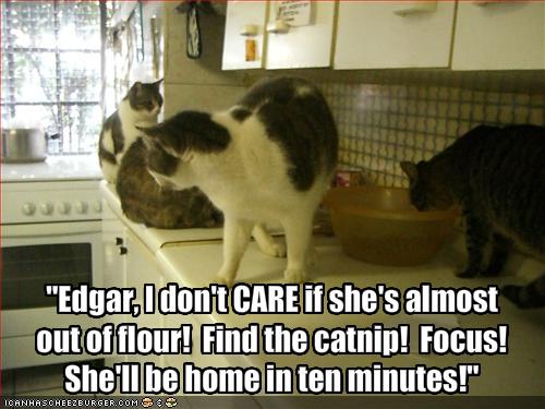 [funny-pictures-cats-look-for-catnip-in-your-kitchen.jpg]