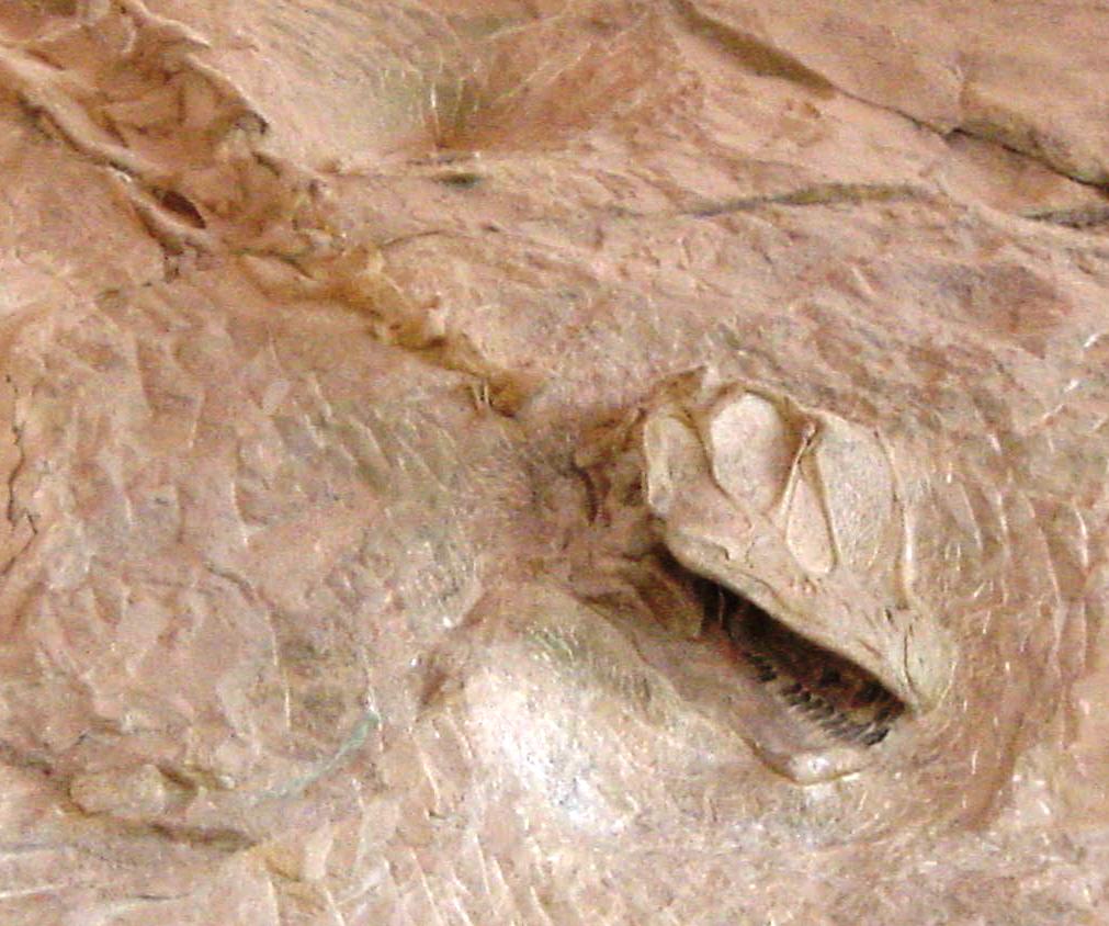 [Dsc00052+Camarasaurus+skull+b.jpg]