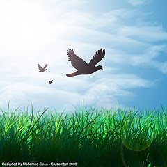 birds flying sky across natural