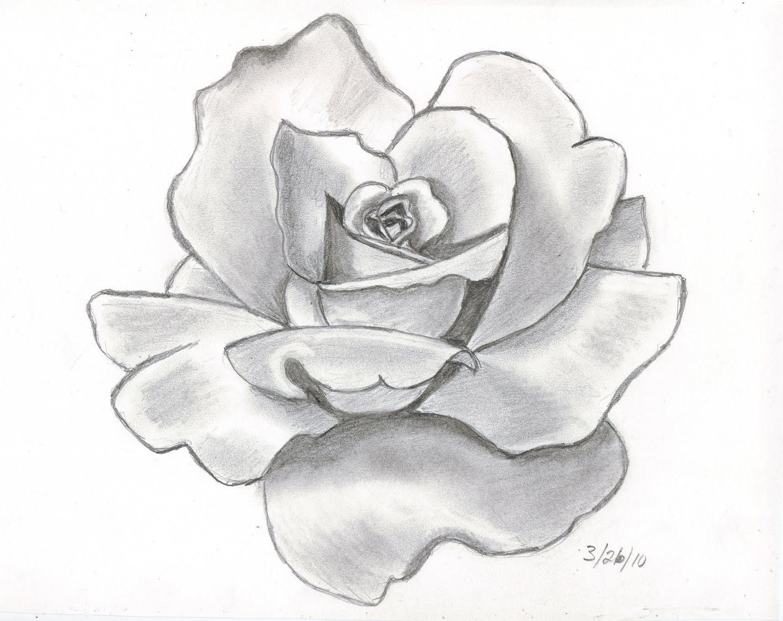 Sketches and Things: Red Rose -- Pencil