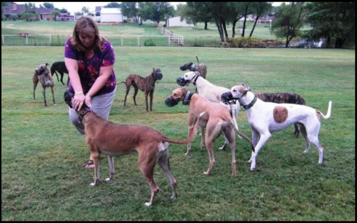 Greyhounds playing at Schuster Acres!