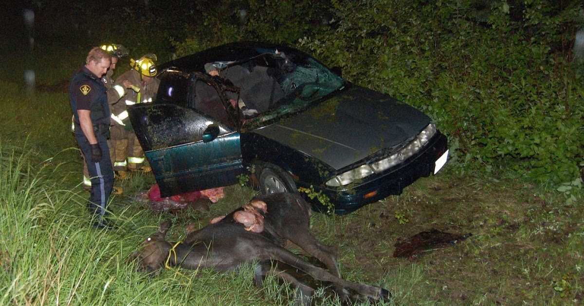 Car Vs Moose Collision