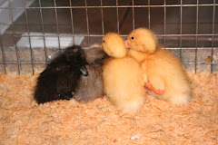 our ducklings