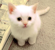 Cute Little White Kitty